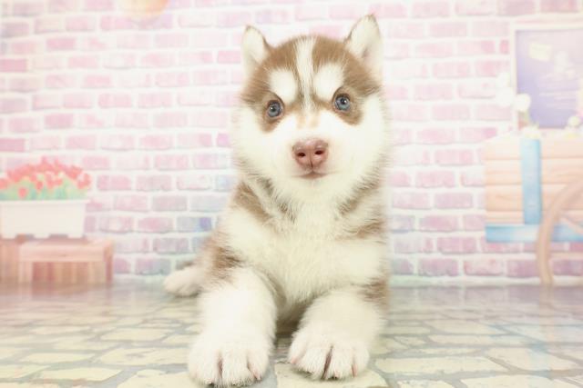 シベリアンハスキー