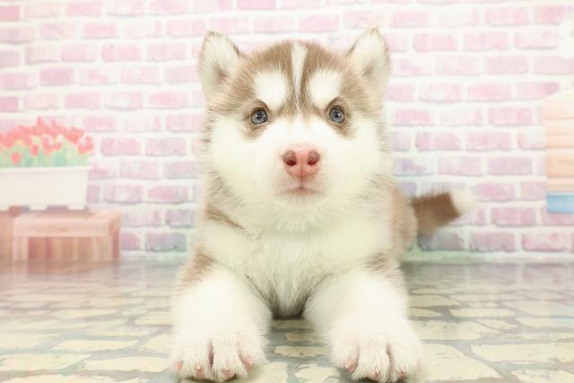 沖縄県のシベリアンハスキー (Coo&RIKU沖縄浦添店/2026年1月5日生まれ/男の子/チョコレートホワイト)の子犬