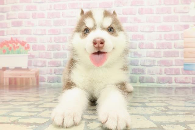 群馬県のシベリアンハスキー (Coo&RIKU藤岡店/2026年1月5日生まれ/男の子/チョコレートホワイト)の子犬