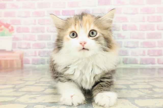 秋田県のサイベリアン (Coo&RIKU秋田店/2026年1月2日生まれ/女の子/ブラウンパッチドタビーホワイト)の子猫の1枚目の画像