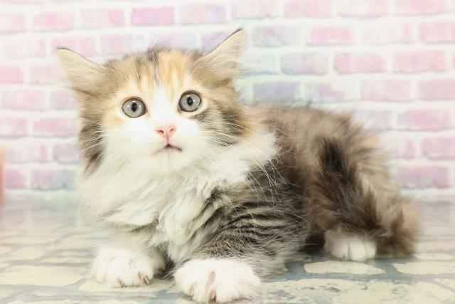 秋田県のサイベリアン (Coo&RIKU秋田店/2026年1月2日生まれ/女の子/ブラウンパッチドタビーホワイト)の子猫の2枚目の画像