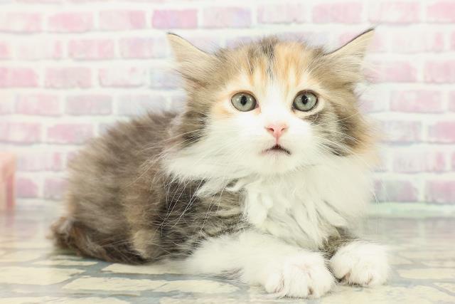 秋田県のサイベリアン (Coo&RIKU秋田店/2026年1月2日生まれ/女の子/ブラウンパッチドタビーホワイト)の子猫の3枚目の画像