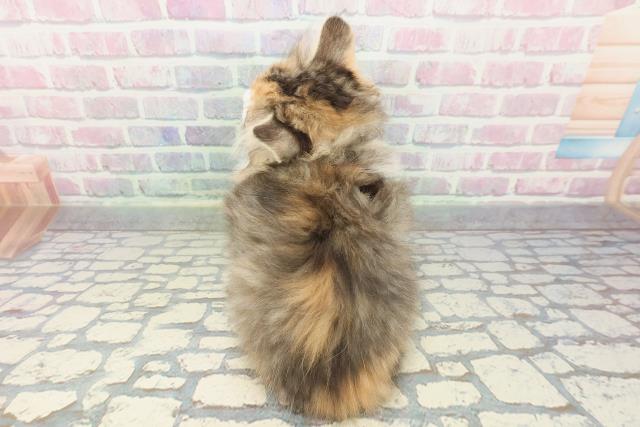 秋田県のサイベリアン (Coo&RIKU秋田店/2026年1月2日生まれ/女の子/ブラウンパッチドタビーホワイト)の子猫の4枚目の画像