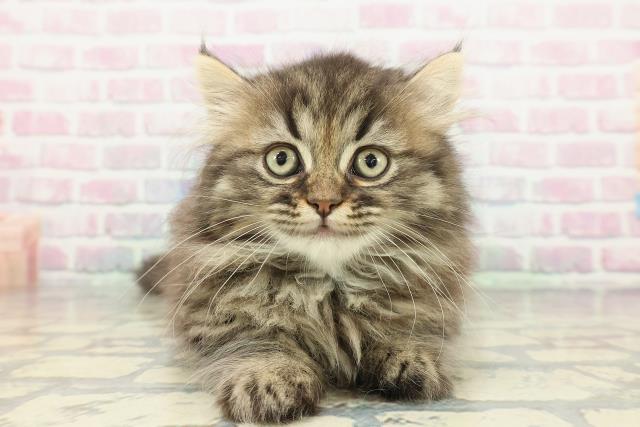 北海道のミヌエット (Coo&RIKU函館店/2026年1月5日生まれ/女の子/ブラウンタビー)の子猫