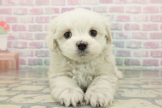 長野県のマルチーズ (Coo&RIKU松本店/2026年1月3日生まれ/男の子/ホワイト)の子犬