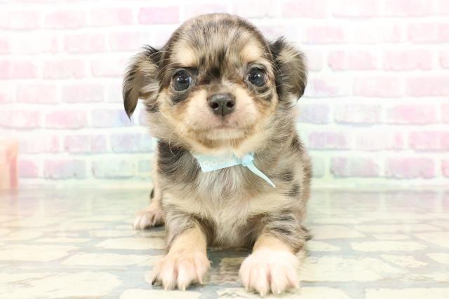 東京都のチワワ(ロング) (Coo&RIKU武蔵小山店/2026年1月5日生まれ/男の子/ブルーマールタンホワイト)の子犬の1枚目の画像