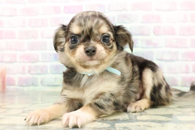 東京都のチワワ(ロング) (Coo&RIKU武蔵小山店/2026年1月5日生まれ/男の子/ブルーマールタンホワイト)の子犬の2枚目の画像