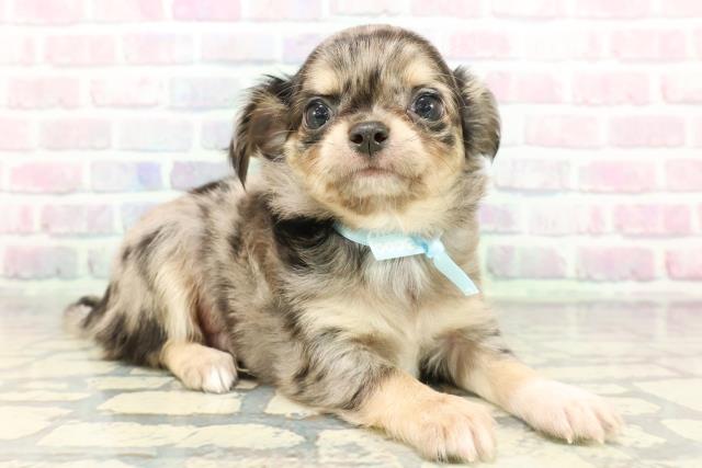 東京都のチワワ(ロング) (Coo&RIKU武蔵小山店/2026年1月5日生まれ/男の子/ブルーマールタンホワイト)の子犬の3枚目の画像