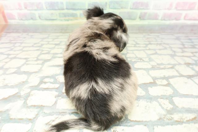 東京都のチワワ(ロング) (Coo&RIKU武蔵小山店/2026年1月5日生まれ/男の子/ブルーマールタンホワイト)の子犬の4枚目の画像