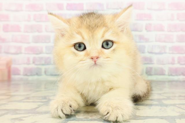 ブリティッシュショートヘアー