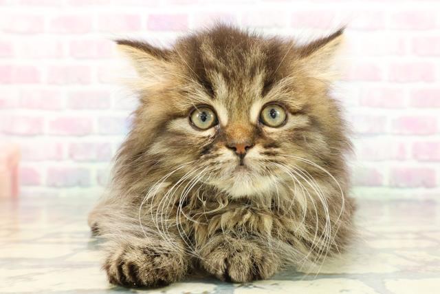 東京都のミヌエット (Coo&RIKU三軒茶屋店/2026年1月6日生まれ/男の子/ブラウンタビー)の子猫の1枚目の画像