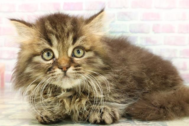 東京都のミヌエット (Coo&RIKU三軒茶屋店/2026年1月6日生まれ/男の子/ブラウンタビー)の子猫の2枚目の画像