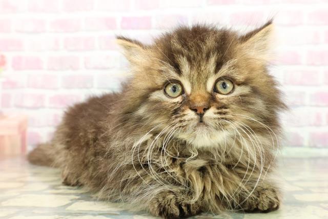 東京都のミヌエット (Coo&RIKU三軒茶屋店/2026年1月6日生まれ/男の子/ブラウンタビー)の子猫の3枚目の画像