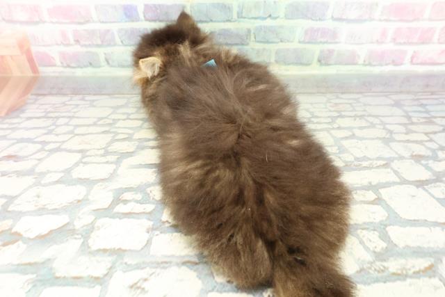 東京都のミヌエット (Coo&RIKU三軒茶屋店/2026年1月6日生まれ/男の子/ブラウンタビー)の子猫の4枚目の画像