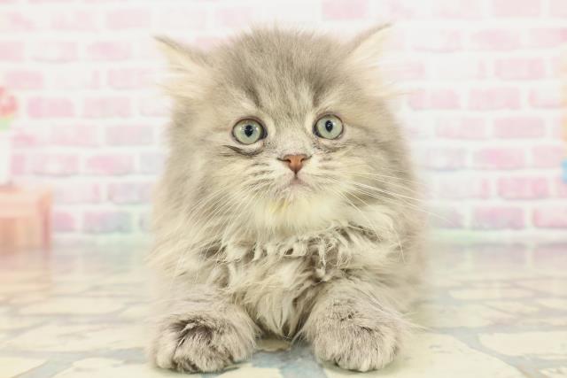 北海道のミヌエット (Coo&RIKU苫小牧店/2026年1月6日生まれ/男の子/ブルータビー)の子猫