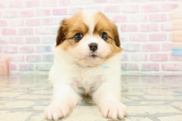 埼玉県のハーフ犬・ミックス犬 (Coo&RIKU草加バイパス店/2026年1月6日生まれ/男の子/ブレンハイム)の子犬の1枚目の画像