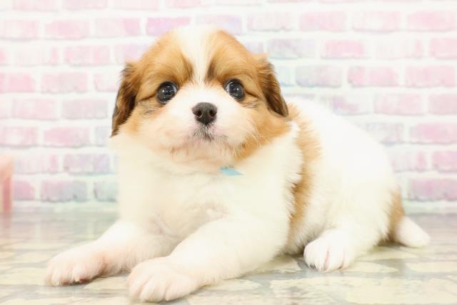 埼玉県のハーフ犬・ミックス犬 (Coo&RIKU草加バイパス店/2026年1月6日生まれ/男の子/ブレンハイム)の子犬の2枚目の画像