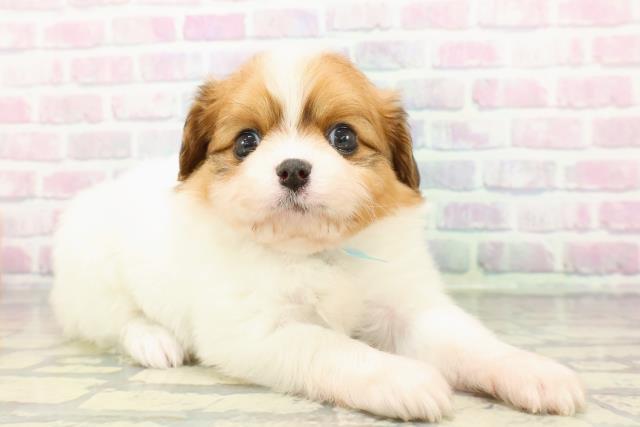 埼玉県のハーフ犬・ミックス犬 (Coo&RIKU草加バイパス店/2026年1月6日生まれ/男の子/ブレンハイム)の子犬の3枚目の画像