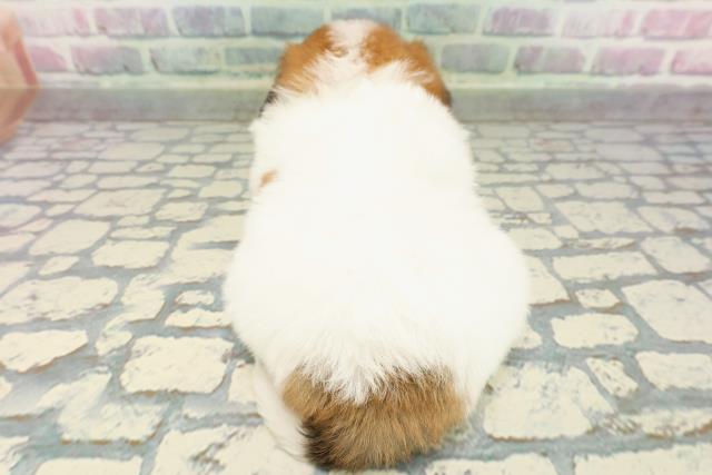 埼玉県のハーフ犬・ミックス犬 (Coo&RIKU草加バイパス店/2026年1月6日生まれ/男の子/ブレンハイム)の子犬の4枚目の画像