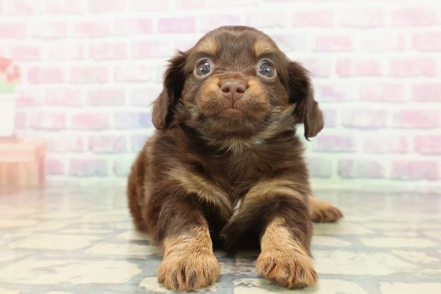 東京都のチワックス(チワワ×ダックス) (Coo&RIKU中野サンモール店/2025年12月29日生まれ/男の子/チョコレートタン)の子犬の1枚目の画像