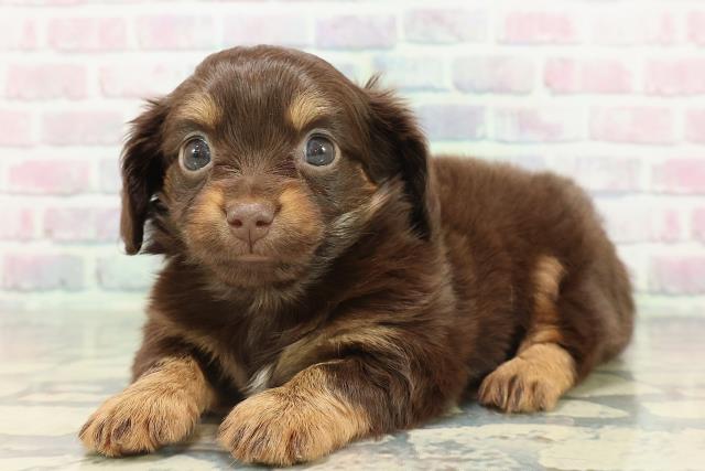 東京都のチワックス(チワワ×ダックス) (Coo&RIKU中野サンモール店/2025年12月29日生まれ/男の子/チョコレートタン)の子犬の2枚目の画像