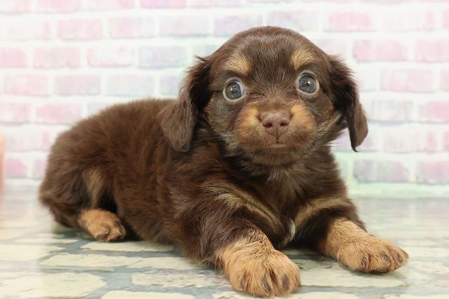 東京都のチワックス(チワワ×ダックス) (Coo&RIKU中野サンモール店/2025年12月29日生まれ/男の子/チョコレートタン)の子犬の3枚目の画像