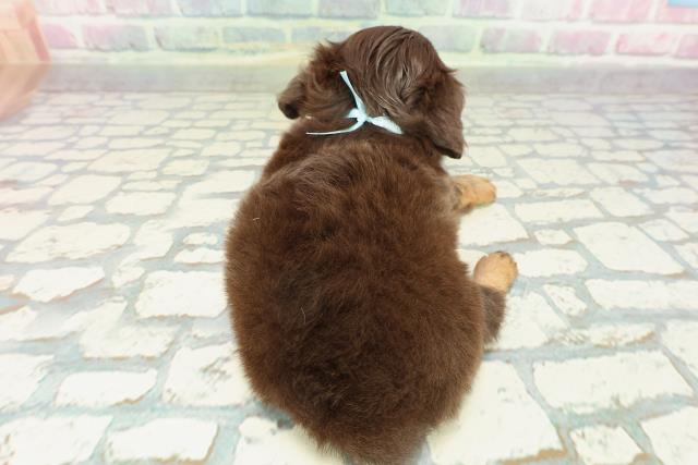 東京都のチワックス(チワワ×ダックス) (Coo&RIKU中野サンモール店/2025年12月29日生まれ/男の子/チョコレートタン)の子犬の4枚目の画像