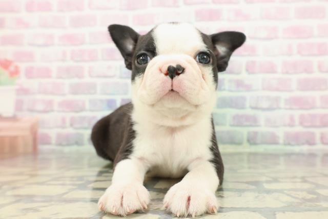 ボストンテリア