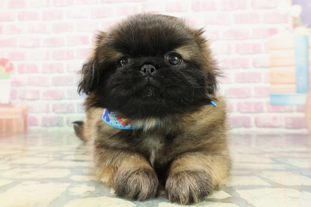 茨城県のペキニーズ (Coo&RIKU筑西店/2026年1月6日生まれ/男の子/フォーンブラックマスク＆ホワイト)の子犬