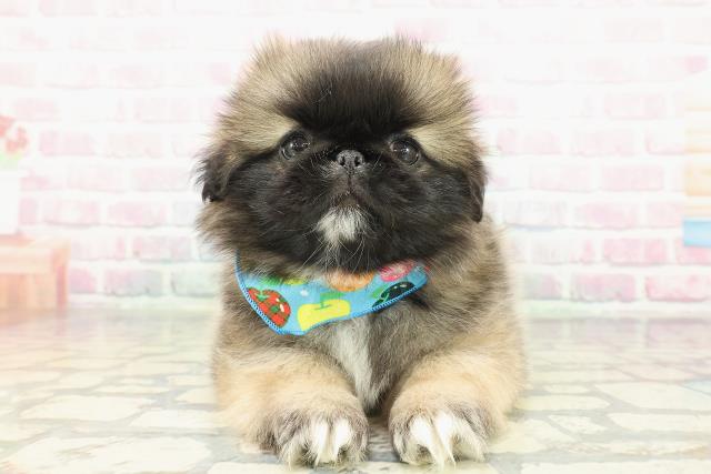 北海道のペキニーズ (Coo&RIKU苫小牧店/2026年1月6日生まれ/男の子/フォーンブラックマスク＆ホワイト)の子犬