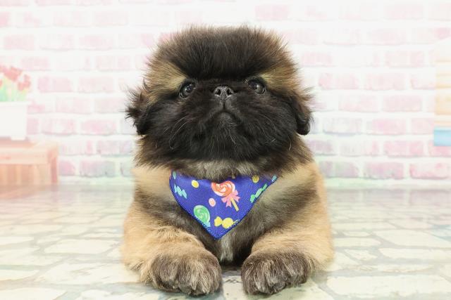 北海道のペキニーズ (Coo&RIKU札幌東店/2026年1月6日生まれ/男の子/フォーンブラックマスク＆ホワイト)の子犬