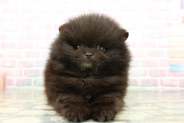 東京都のポメラニアン (Coo&RIKU吉祥寺店/2026年1月6日生まれ/女の子/ブラックホワイト)の子犬の1枚目の画像