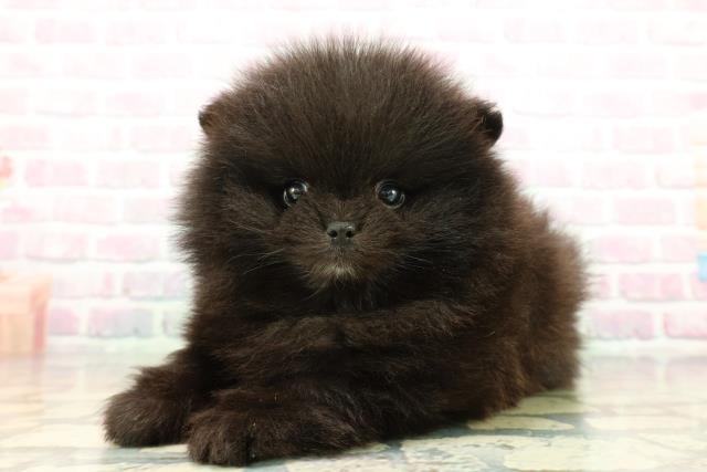 東京都のポメラニアン (Coo&RIKU吉祥寺店/2026年1月6日生まれ/女の子/ブラックホワイト)の子犬の2枚目の画像