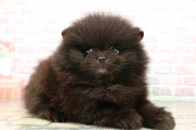 東京都のポメラニアン (Coo&RIKU吉祥寺店/2026年1月6日生まれ/女の子/ブラックホワイト)の子犬の3枚目の画像