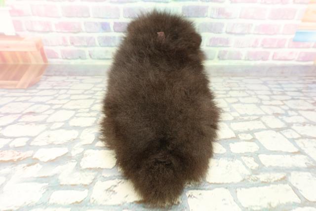 東京都のポメラニアン (Coo&RIKU吉祥寺店/2026年1月6日生まれ/女の子/ブラックホワイト)の子犬の4枚目の画像