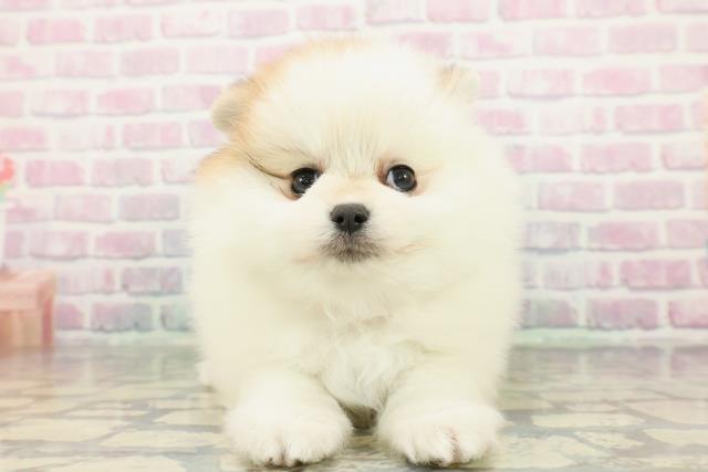 埼玉県のポメラニアン (Coo&RIKU川越店/2026年1月6日生まれ/女の子/パーティーカラー)の子犬の1枚目の画像