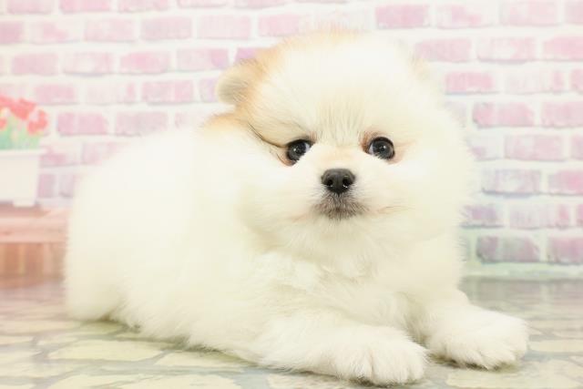 埼玉県のポメラニアン (Coo&RIKU川越店/2026年1月6日生まれ/女の子/パーティーカラー)の子犬の3枚目の画像