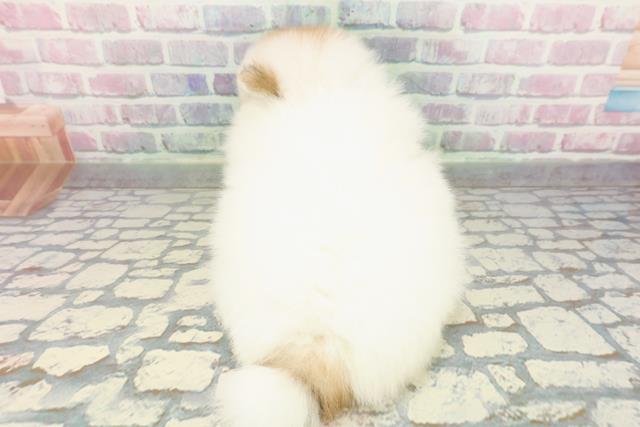 埼玉県のポメラニアン (Coo&RIKU川越店/2026年1月6日生まれ/女の子/パーティーカラー)の子犬の4枚目の画像