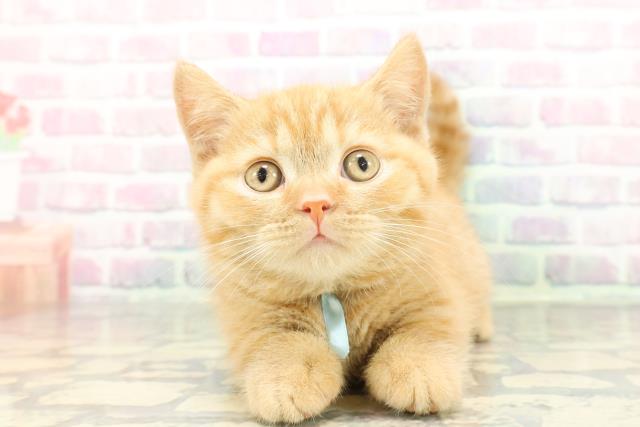 北海道のマンチカン (Coo&RIKU函館店/2026年1月6日生まれ/男の子/レッドタビー)の子猫