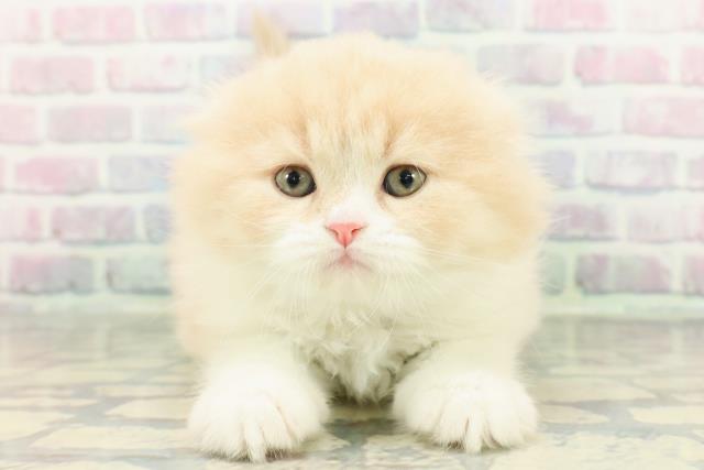 東京都のスコティッシュフォールド (Coo&RIKU池袋西口店/2026年1月5日生まれ/女の子/クリームホワイト)の子猫の1枚目の画像