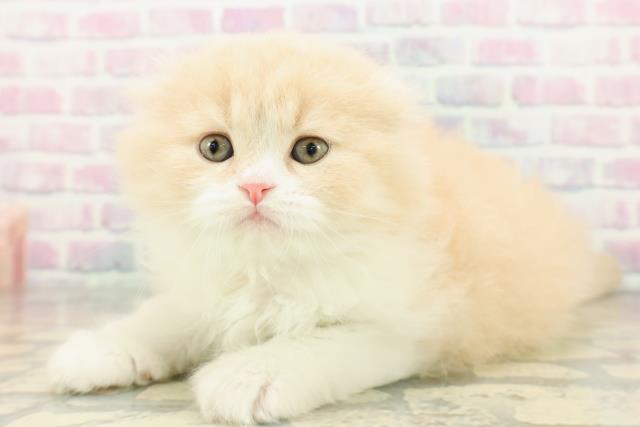 東京都のスコティッシュフォールド (Coo&RIKU池袋西口店/2026年1月5日生まれ/女の子/クリームホワイト)の子猫の2枚目の画像