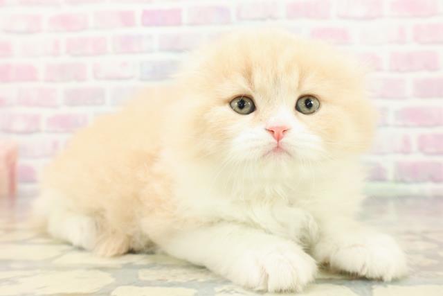 東京都のスコティッシュフォールド (Coo&RIKU池袋西口店/2026年1月5日生まれ/女の子/クリームホワイト)の子猫の3枚目の画像