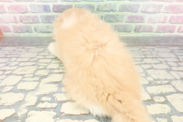 東京都のスコティッシュフォールド (Coo&RIKU池袋西口店/2026年1月5日生まれ/女の子/クリームホワイト)の子猫の4枚目の画像