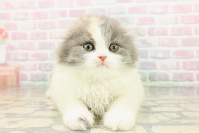 神奈川県のスコティッシュフォールド (Coo&RIKU日吉店/2026年1月5日生まれ/女の子/ダイリュートキャリコ)の子猫の1枚目の画像