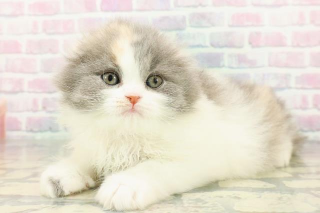 神奈川県のスコティッシュフォールド (Coo&RIKU日吉店/2026年1月5日生まれ/女の子/ダイリュートキャリコ)の子猫の2枚目の画像