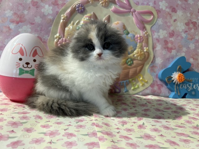 神奈川県のスコティッシュフォールド (Coo&RIKU日吉店/2026年1月5日生まれ/女の子/ダイリュートキャリコ)の子猫の3枚目の画像