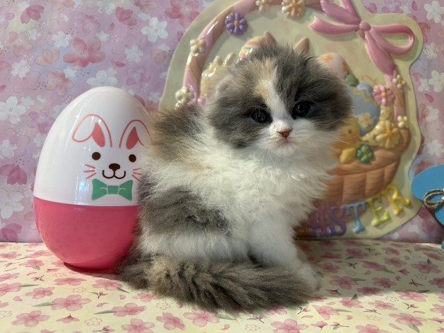 神奈川県のスコティッシュフォールド (Coo&RIKU日吉店/2026年1月5日生まれ/女の子/ダイリュートキャリコ)の子猫の4枚目の画像