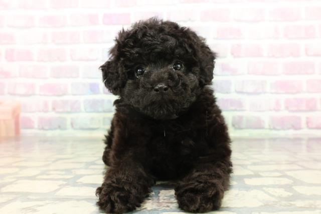 トイ・プードル