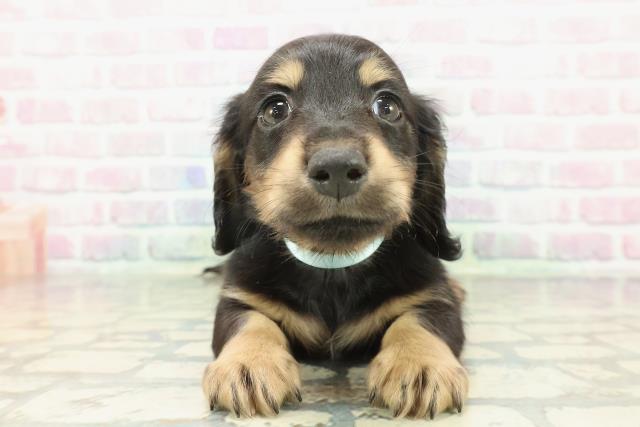 北海道のミニチュアダックスフンド(ロング) (Coo&RIKU岩見沢店/2026年1月6日生まれ/男の子/ブラックタン)の子犬