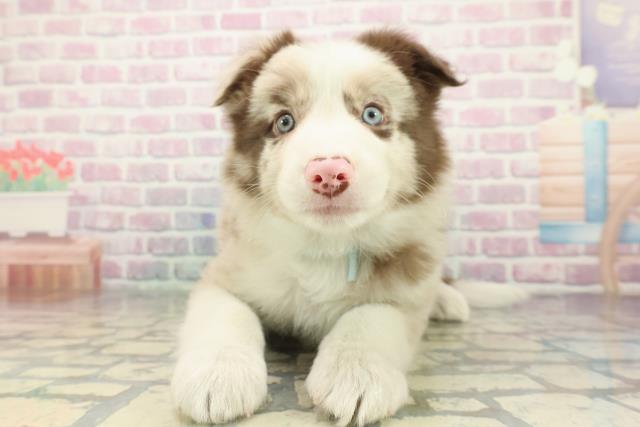 東京都のボーダーコリー (Coo&RIKU吉祥寺店/2026年1月3日生まれ/男の子/チョコレートマール)の子犬の1枚目の画像